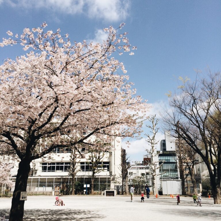 竹町公園的櫻花
